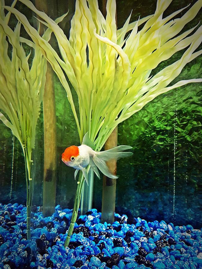 Aquarium Hotel Riaad Buitenkant foto
